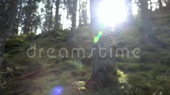 阳光在森林里视频的预览图