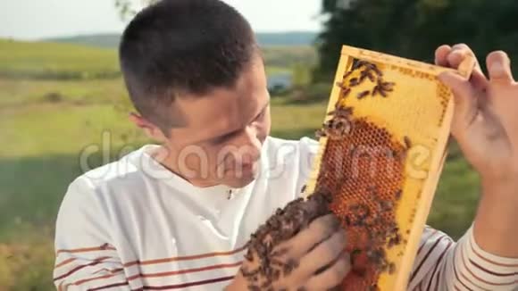 人工养蜂人检查蜂巢用手收集蜜蜂视频的预览图
