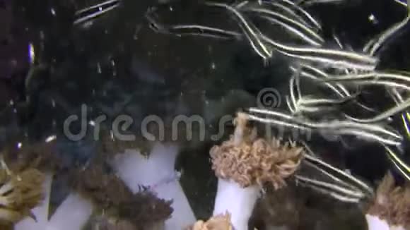 RajaAmpatatus的鲶鱼鳗鱼高等学校视频的预览图