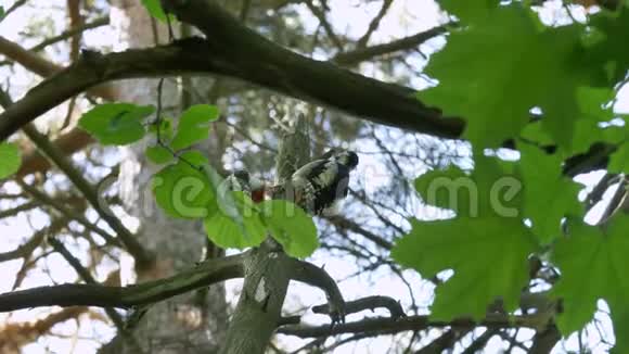 父母和青少年红腹啄木鸟寻找昆虫视频的预览图