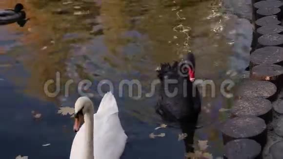 一对白色天鹅在城市公园的池塘里游泳视频的预览图