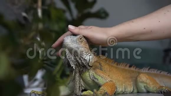 鬣蜥的大爪蜥坐在房间里女孩抚摸她的宠物爬行动物视频的预览图
