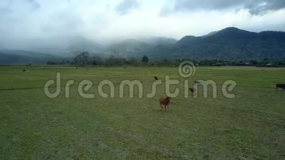 山坡稻田上有牛的景观视频的预览图