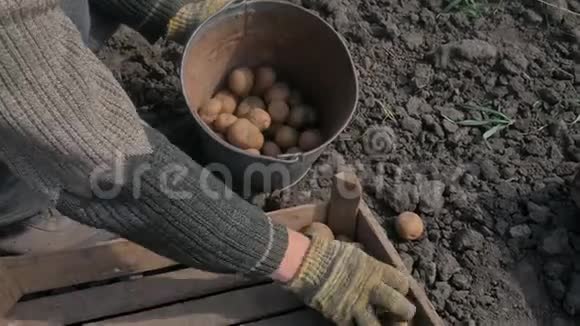 一个人正从箱子里捡起一个土豆来着陆视频的预览图
