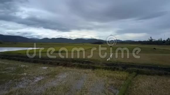 广袤的褐色丰收稻田在空中视频的预览图