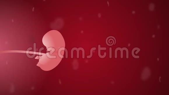 胎儿发育第9周妇科2d动画视频的预览图