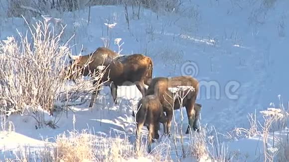麋鹿徜徉在白雪皑皑的山坡上视频的预览图