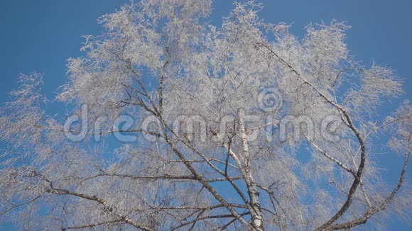 冰冻树顶视频的预览图