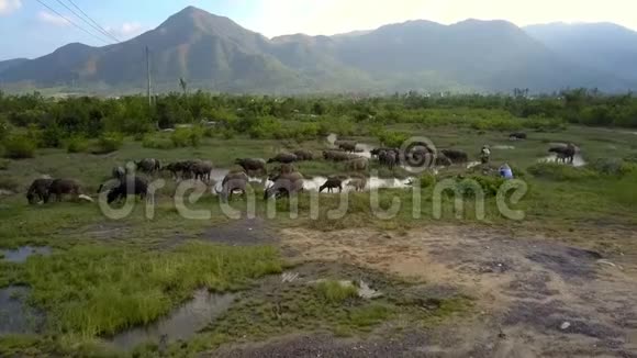 池塘周围草地上的灰色水牛视频的预览图