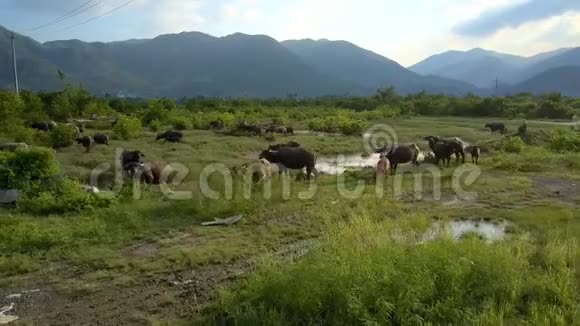 绿谷与野牛在池塘放牧视频的预览图