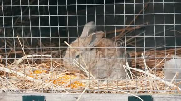 小兔子在笼子里吃视频的预览图