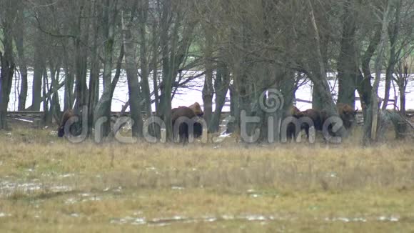 欧洲野牛在秋季森林中的一大群4K动物视频的预览图