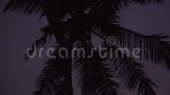 日落时棕榈树对天空的剪影视频的预览图
