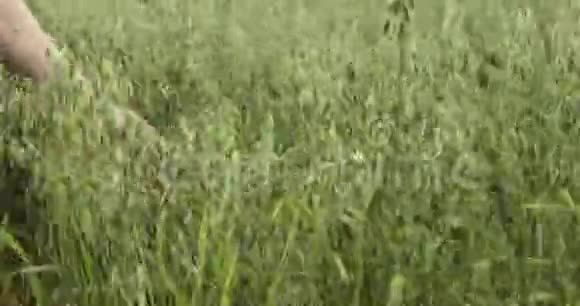 农民手摸燕麦收获视频的预览图