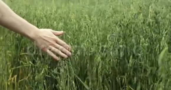 农民手摸燕麦收获视频的预览图