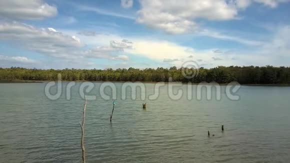 木棍插在岸边的湖水林中视频的预览图
