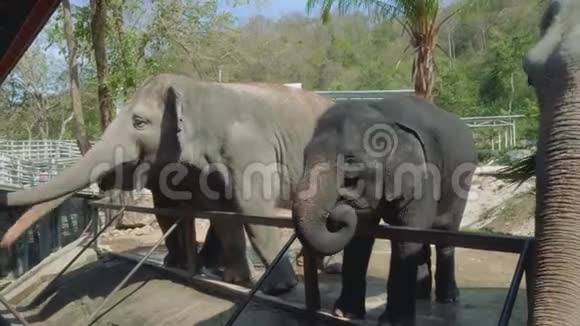 芭堤雅动物园大象侧景视频的预览图