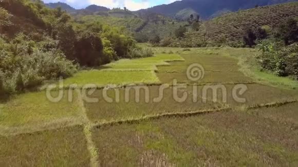 山上的稻田和咖啡树视频的预览图