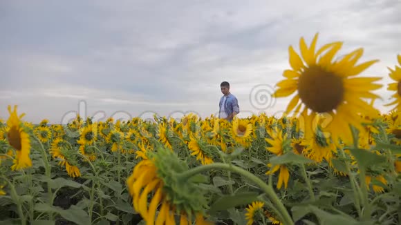 资深农民在田间慢动作视频中查看向日葵作物站在田野里的农夫视频的预览图