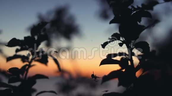 在日落时捕猎蜘蛛夏天视频的预览图