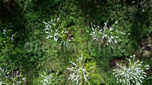 在山景上盛开着白花咖啡树视频的预览图