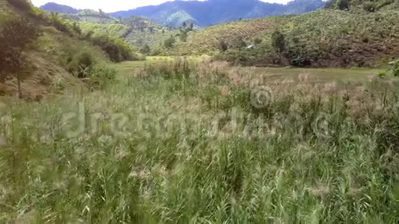 绿色山谷的高芦苇对田野的鸟瞰视频的预览图
