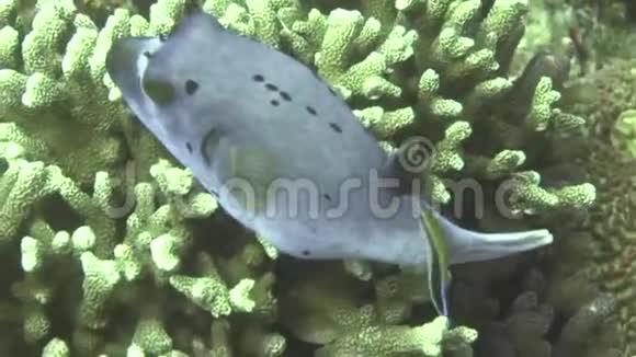 黑锅泡芙狗面河豚Arothronnigropunctatus在阿波岛珊瑚视频的预览图