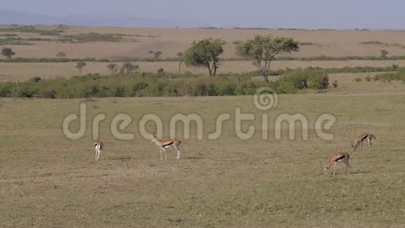 一群汤姆森在非洲大草原放牧的瞪羚视频的预览图