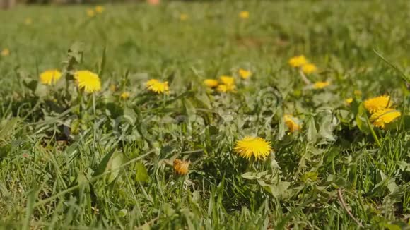 蒲公英草甸上的第一朵春花视频的预览图