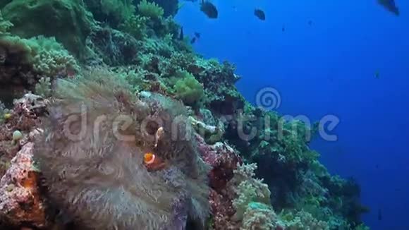 斜礁上的小丑鱼视频的预览图
