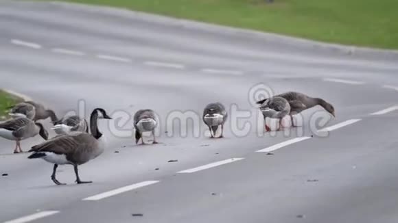 野鹅在道路上造成交通危险视频的预览图