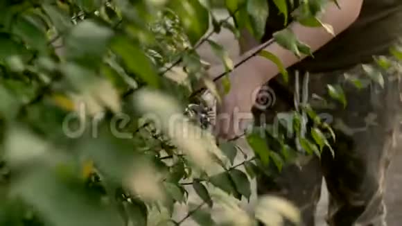 泰国男孩用剪刀剪绿色树枝在花园里孩子在花园里活动视频的预览图