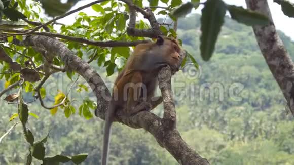 国家公园里野生悲伤猴子坐在树枝上的肖像可爱的猕猴在雨林中有忧郁视频的预览图