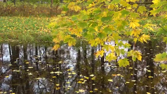 秋天的枫树树枝在池塘上视频的预览图