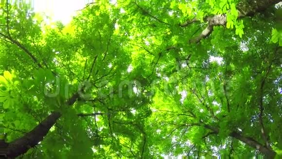 夏季落叶林视频的预览图