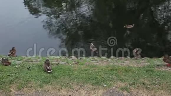 靠近河边的一群鸭子鸟类概念视频的预览图