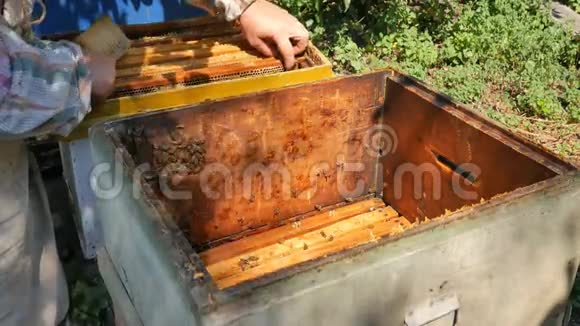 在采蜜过程中把蜜蜂从一个框架摇进蜂巢视频的预览图