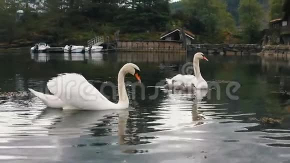 美丽的天鹅和小小鸡在湖里游泳视频的预览图