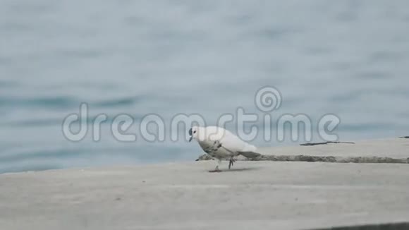 白鸽靠近大海视频的预览图