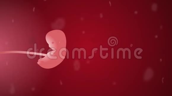 胎儿发育第8周妇科2d动画视频的预览图