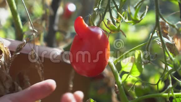 一位年轻女子从花园里的树枝上摘下不寻常的红番茄视频的预览图