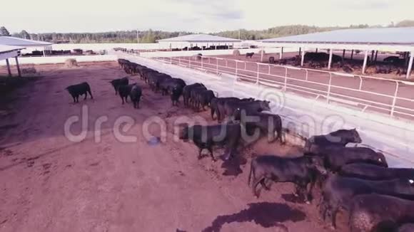 牛和公牛的鸟瞰在动物农田中的大栅栏中漫游视频的预览图
