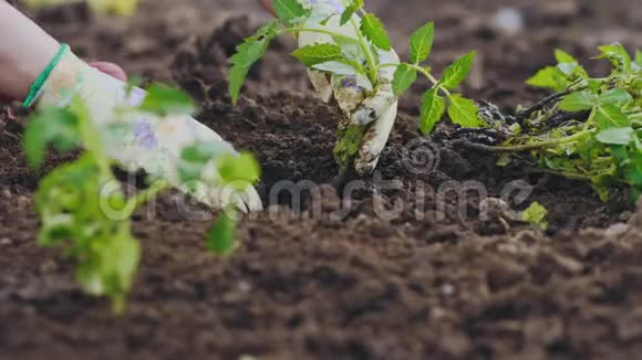 在地面上种植番茄幼苗视频的预览图