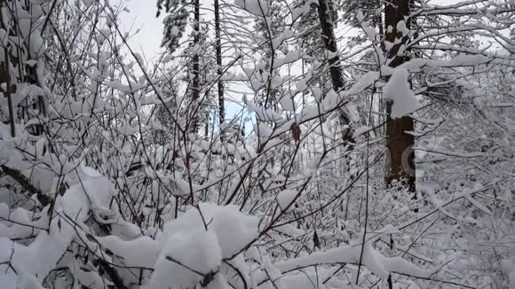雪的山水森林视频的预览图