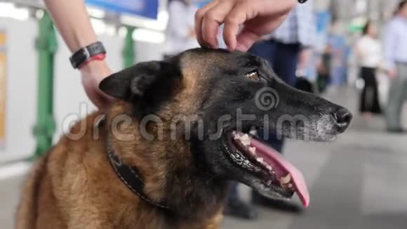 地铁车站站台上的年轻女子手抚滑稽警察保安犬4K泰国曼谷视频的预览图