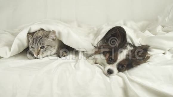 猫带着狗躺在毯子下面狗从床上跳下来视频的预览图
