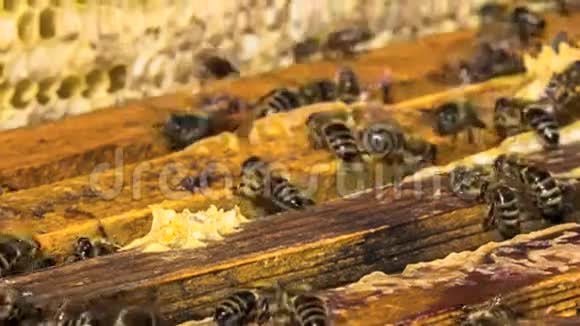 蜜蜂开蜂巢视频的预览图