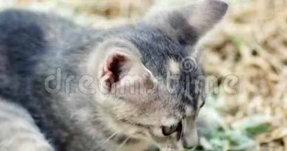 可爱的灰色小猫在草地上玩特写镜头视频的预览图