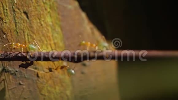 蚂蚁宏射在树皮上视频的预览图