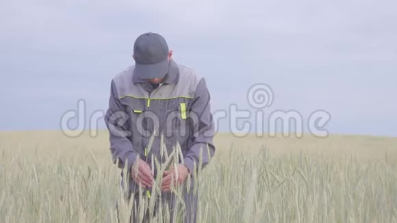 一个年轻的农民在黑麦地检查植物4k视频的预览图